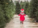 Picking a real Christmas tree can be a fun family activity (Shutterstock)