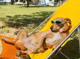 A few simple tips can keep your dog happy and healthy during periods of hot weather.