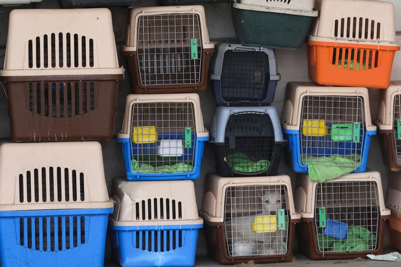 In the absence of kennels, the dogs are kept in pet cages