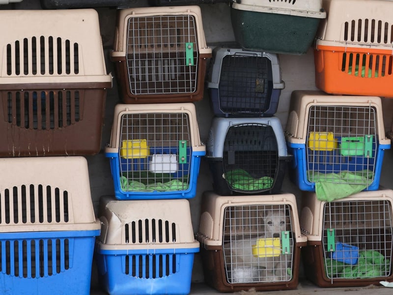 In the absence of kennels, the dogs are kept in pet cages