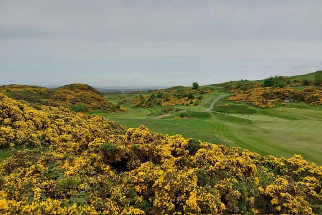 With the gorse in full bloom, the Braids is looking resplendent for the 123rd Dispatch Trophy, which is staged in association with Edinburgh Leisure. Picture: National World.