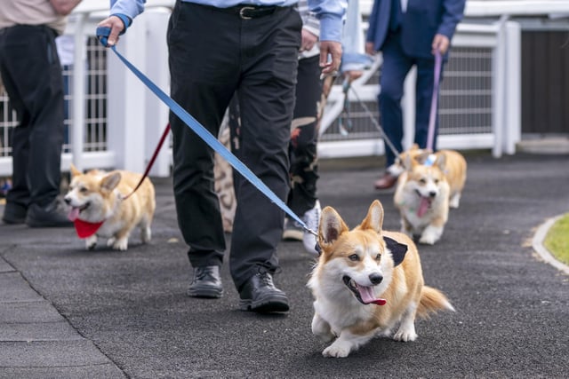 Participants in the parade ring before taking part in the first ever Corgi Derby to mark 70 years of The Queen's reign, at Musselburgh Racecourse, on day four of the Platinum Jubilee celebrations.