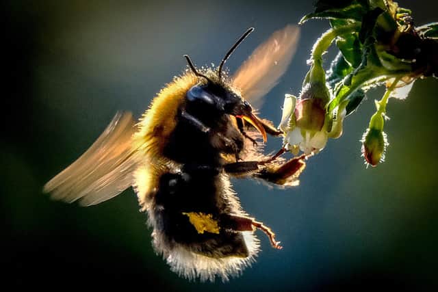 Some bees hibernate or rest during winter (Picture: Yuri Kadobnov/AFP via Getty Images)