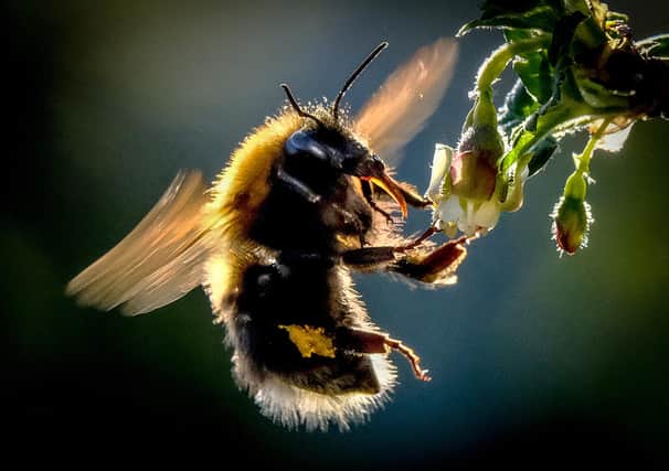Some bees hibernate or rest during winter (Picture: Yuri Kadobnov/AFP via Getty Images)