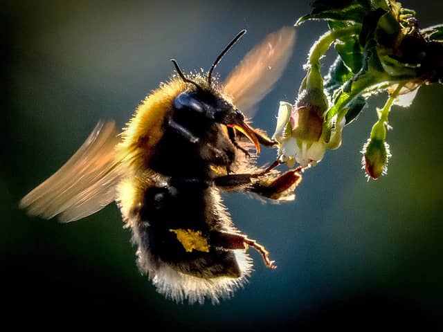 Some bees hibernate or rest during winter (Picture: Yuri Kadobnov/AFP via Getty Images)