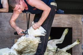 Close shave: Shearing competition will be streamed online