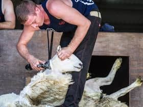 Close shave: Shearing competition will be streamed online