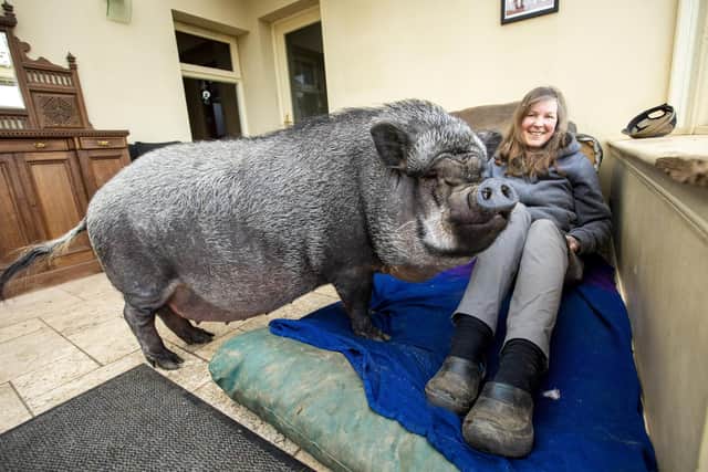 The giant porker loves lying around in the house (Photo: Katielee Arrowsmith).