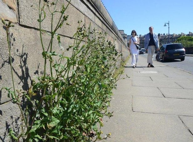 Weeds are growing freely on some city streets