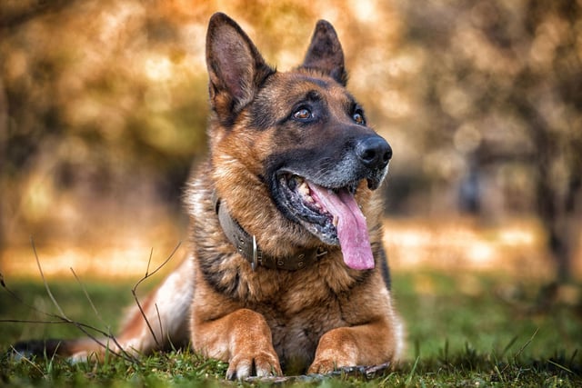 You might not think a German Shepherd would be that straightforward to steal, but there are 91 reports of thefts of this breed, also known as the Alsatian