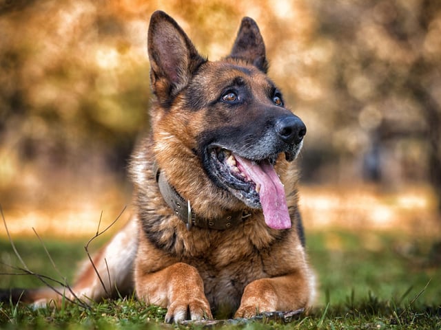 The 11 dog breeds most likely to be stolen in the UK, and how to ...