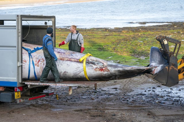 The carcass of the whale was finally loaded into the lorry to be driven away. East Lothian is said to have three or four whales wash up on its beaches each year.