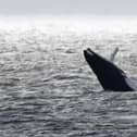 An image of a previous sighting of a humpback whale. Picture: Ronnie Mackie
