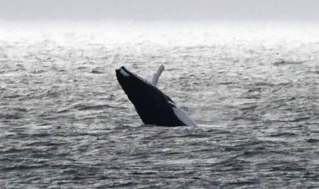 An image of a previous sighting of a humpback whale. Picture: Ronnie Mackie