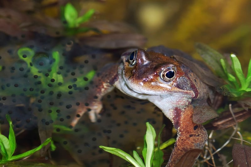 A stretch of warmer days in February can prompt frogs and toads to start breeding - with ponds quickly becoming filled with frog spawn and toad spawn (the former in clumps of eggs, the latter in long strings). Each female can lay up to 3,000 eggs, although very few of the resulting tadpoles mange to escape predation to become adults.