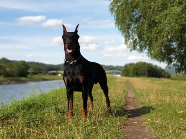 A video of an impressively large Dobermann (this is a stock image) seems to be the origin of the track that has inspired the bizarre craze (Photo: Shutterstock)