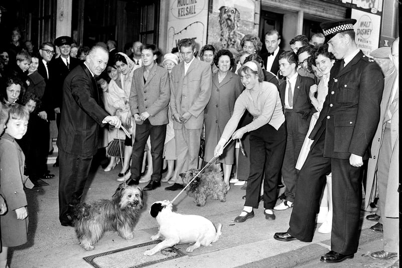 The Skye terrier dog who played Greyfriars Bobby at the premier of the film Greyfriars Bobby in the Caley Cinema Lothian Road, Edinburgh in July 1961.