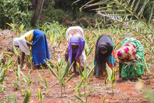 Kibeni farmers picking turmeric