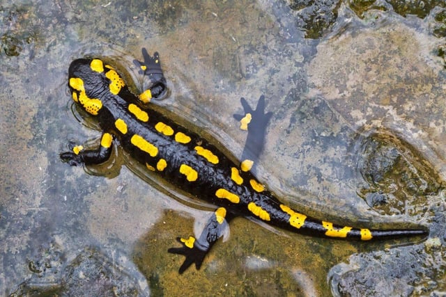 For around 0.3 per cent of us newts and salamanders are the pet of choice. The most popular is the Tiger Salamander due to their beautiful, unique coloring and their easy-going nature.