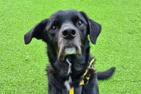 Ben, who is staying at Dogs Trust West Calder, is a friendly and affectionate Labrador cross that  thrives on the company of his family
