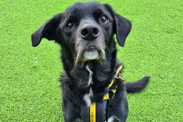 Ben, who is staying at Dogs Trust West Calder, is a friendly and affectionate Labrador cross that  thrives on the company of his family