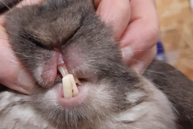 One rabbit suffered overgrown teeth in a spate of abandonments in and around Edinburgh (Photo: Scottish SPCA).