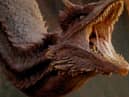 House of the Dragon will feature up to 17 fire-breathing dragons in the Game of Thrones prequel show (HBO)