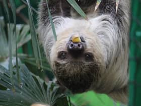 A sloth in the care of the Royal Zoological Society of Scotland. (Picture credit: RZSS)