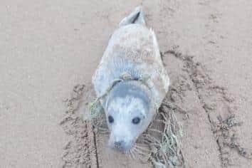 This seal was rescued after being discovered entangled in netting