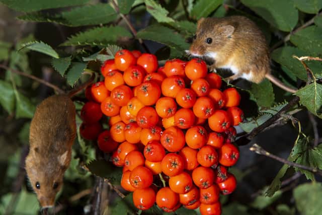 It's mice to share...a pair of tiny critters tuck into berries.