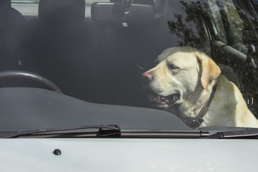 What to do if you see a dog in a hot car: UK law explained