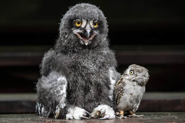 Little Groot is taken aback at the Snowy owlet's resemblance to Darth Vader
