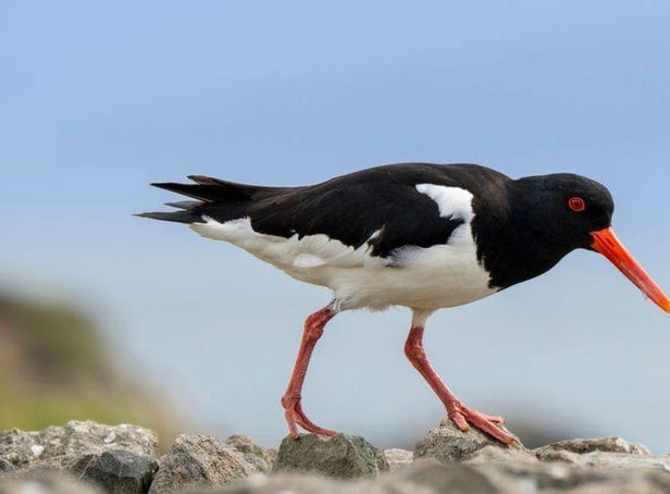 The Oystercatcher swapped Orkney for the bright lights of London
Pic: Getty