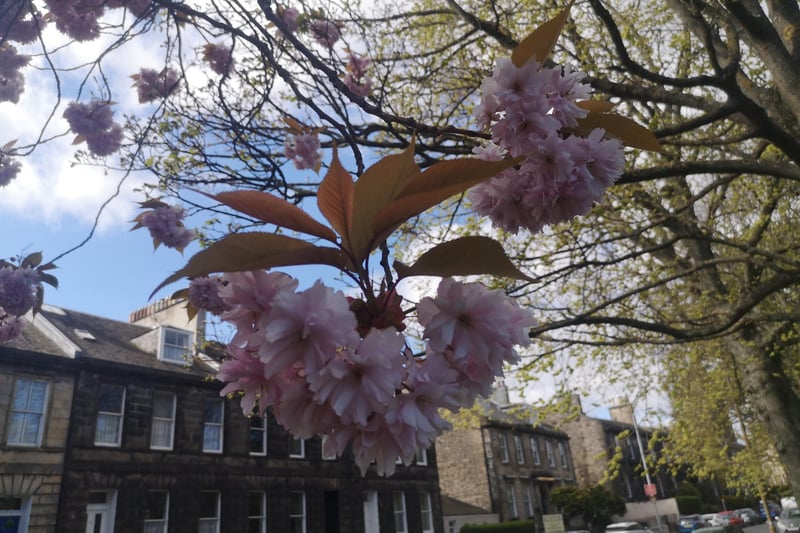 Cherry blossom is a fond site between the main road and Leith Links