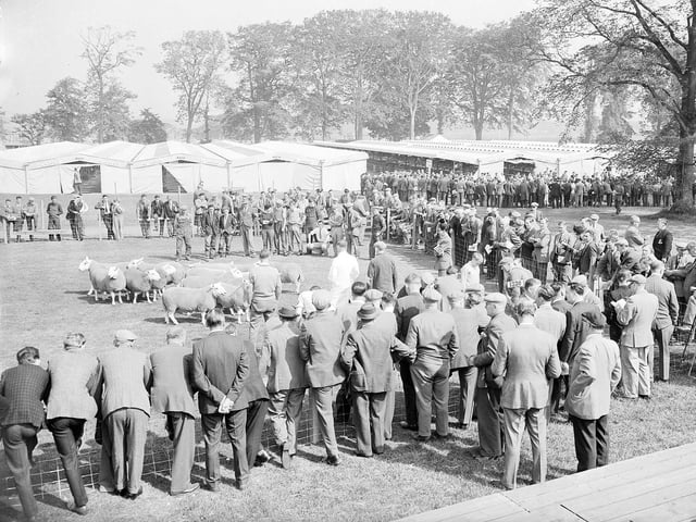 The North Country Cheviot  sheep judging at the Royal Highland Show in 1964.