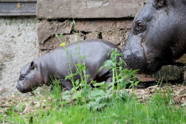 Edinburgh Zoo: Pictures show the Capital's new adorable baby pygmy hippo who has just been named