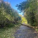 A tree on the Roseburn Path was brought down in the storms
