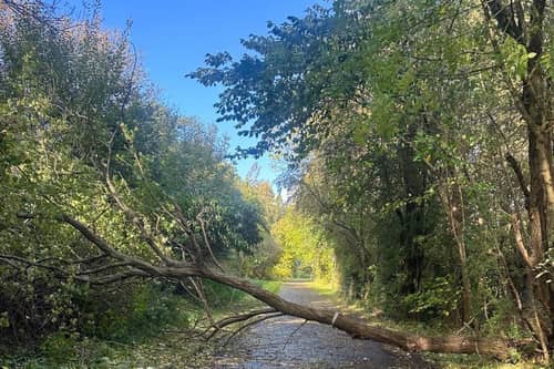 A tree on the Roseburn Path was brought down in the storms