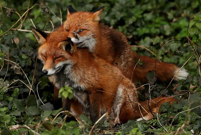 Have foxes made a den in your garden? Then the best approach is 'do not disturb', says Hayley Matthews (Picture: Brian Lawless/PA)
