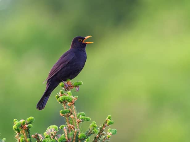 What you need to know about birds singing in the early morning (Photo: Shutterstock)