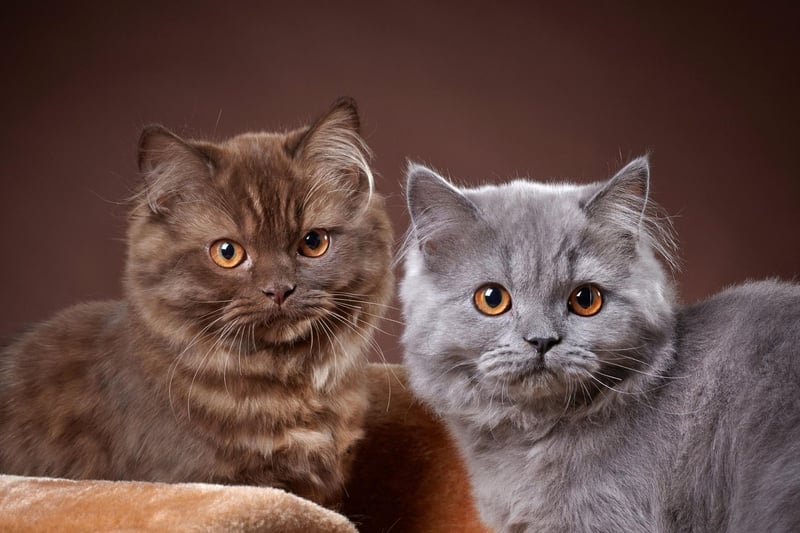 A cat that looks like a teddy bear, a British Longhair kitten will cost you around £1,175. They are sweet tempered and make great family pets.