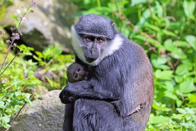 The most recent arrival at Edinburgh Zoo was this baby L’Hoest’s monkey. The adorable youngster, who is only one month old, doesn't have a name yet.