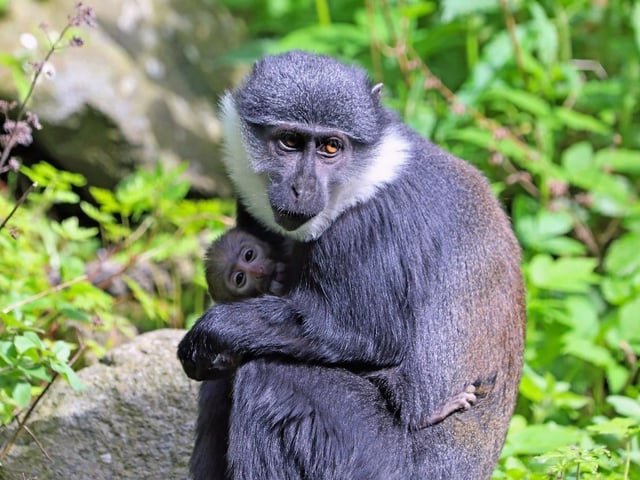 The most recent arrival at Edinburgh Zoo was this baby L’Hoest’s monkey. The adorable youngster, who is only one month old, doesn't have a name yet.