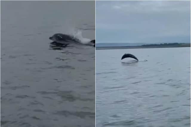 Dunbar dolphins: Watch stunning video showing a pod of dolphins off the coast of East Lothian