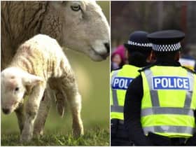 Police have warned dog owners to keep their pets on a lead when walking near livestock.