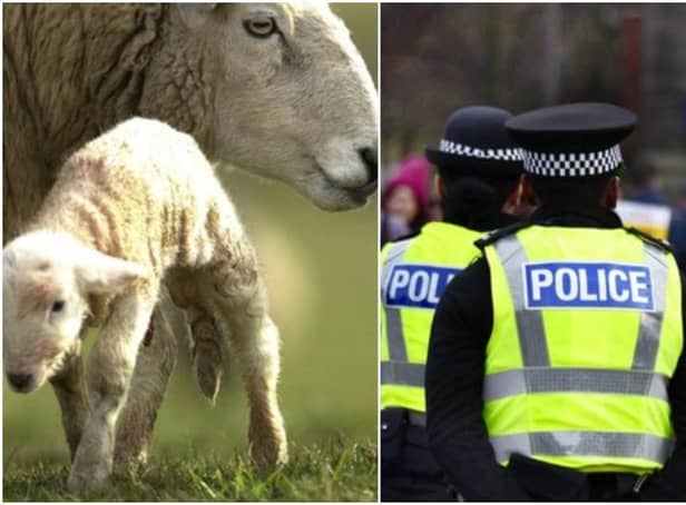 Police have warned dog owners to keep their pets on a lead when walking near livestock.