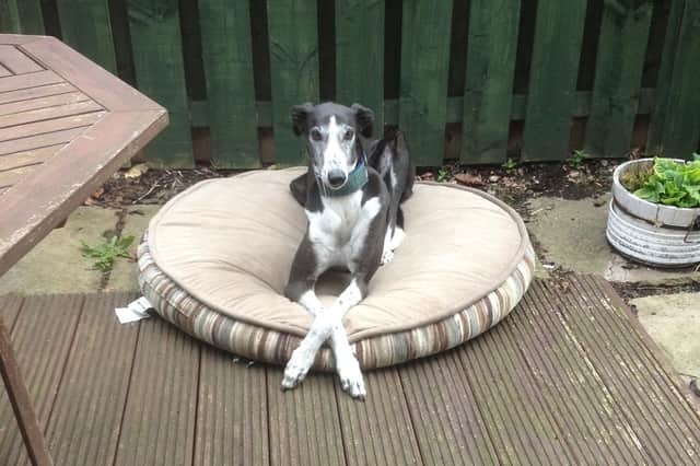 Helen Martin's greyhound Geordie has cancer and, after consultation with her vet, it has been decided not to attempt an operation