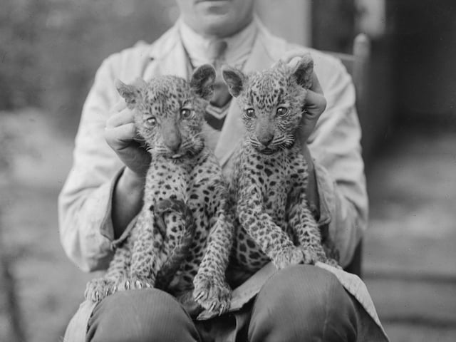 A zoo worker holding a pair of leopard cubs at Edinburgh Zoo in June 1935.