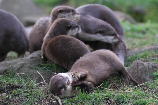 The four otter kits, who were born in November, have finally been named.