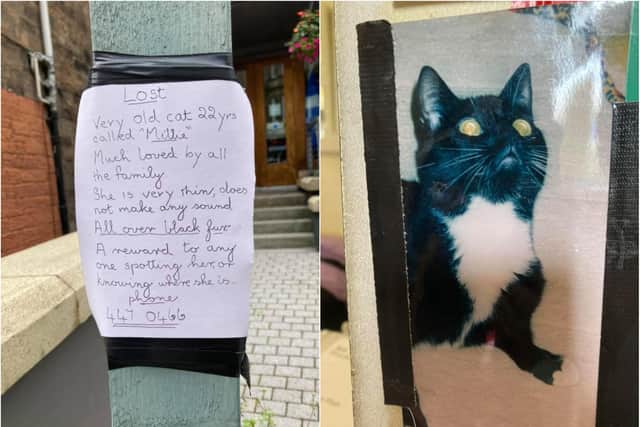 Local animal charity ask Morningside locals to help find missing cat